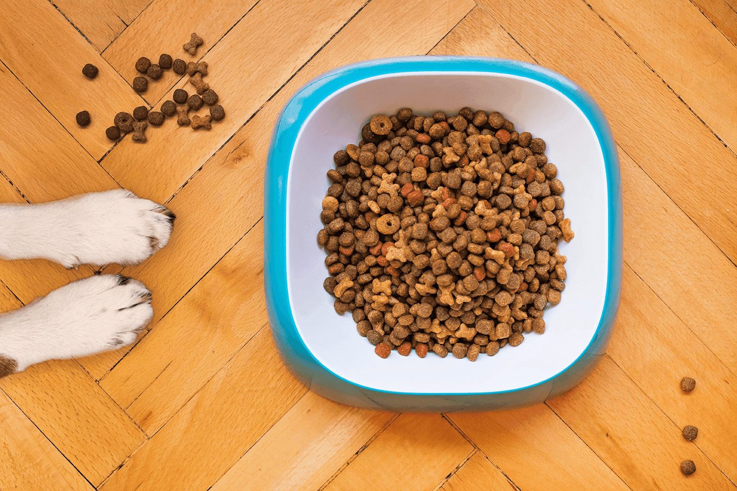 How much food should I feed my dog?