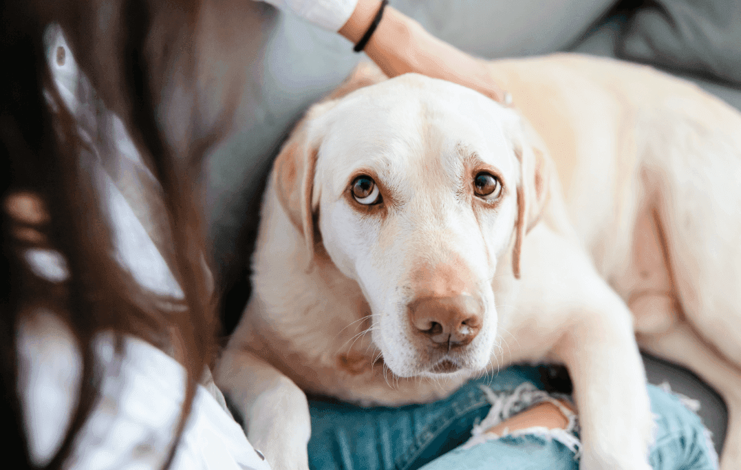 What to do if your dog is vomiting