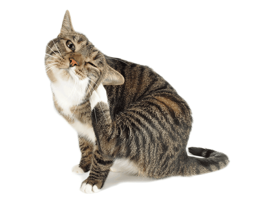 Does my pet need an allergy test?