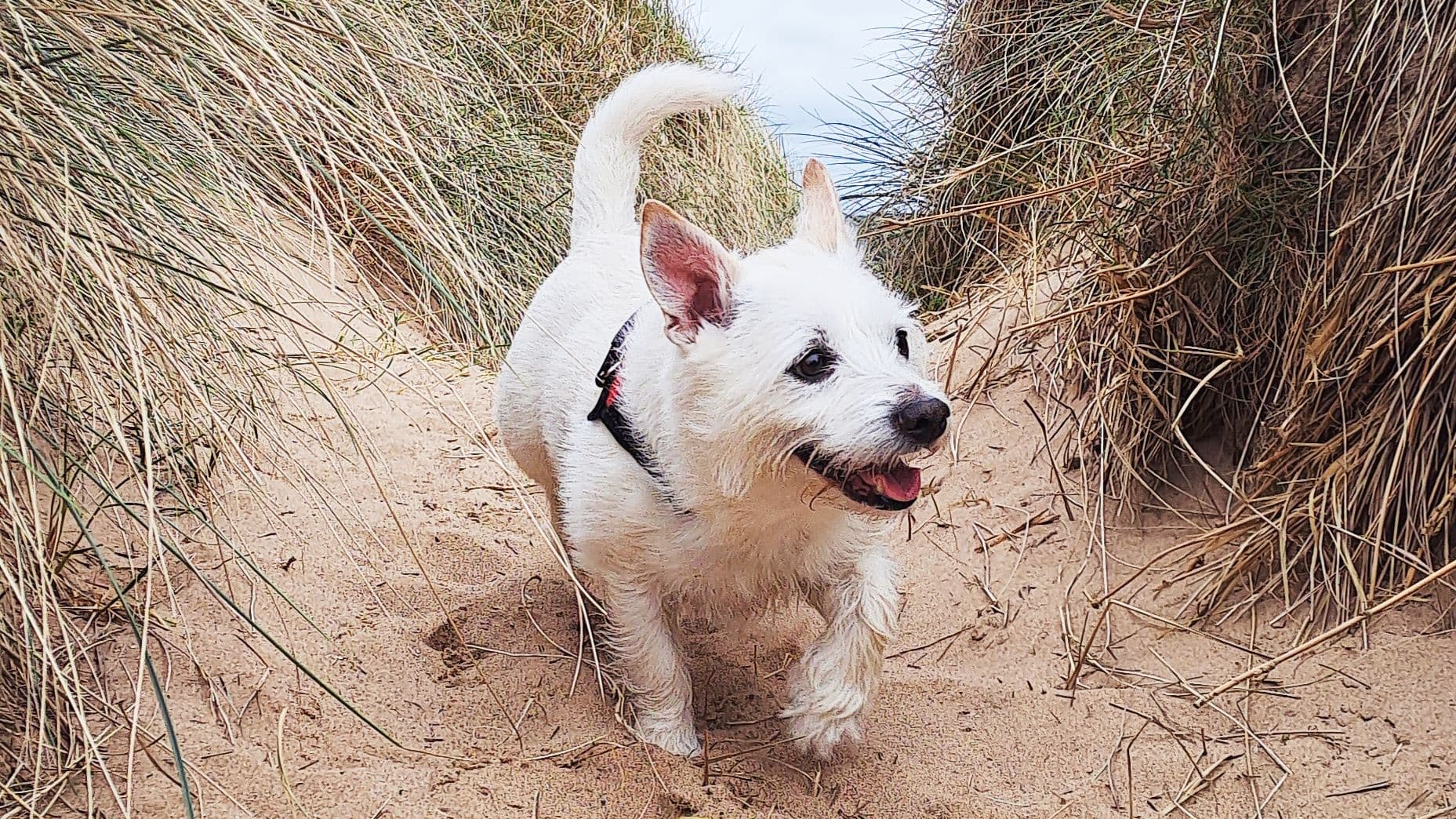Woopy the Terrier has tumour removed