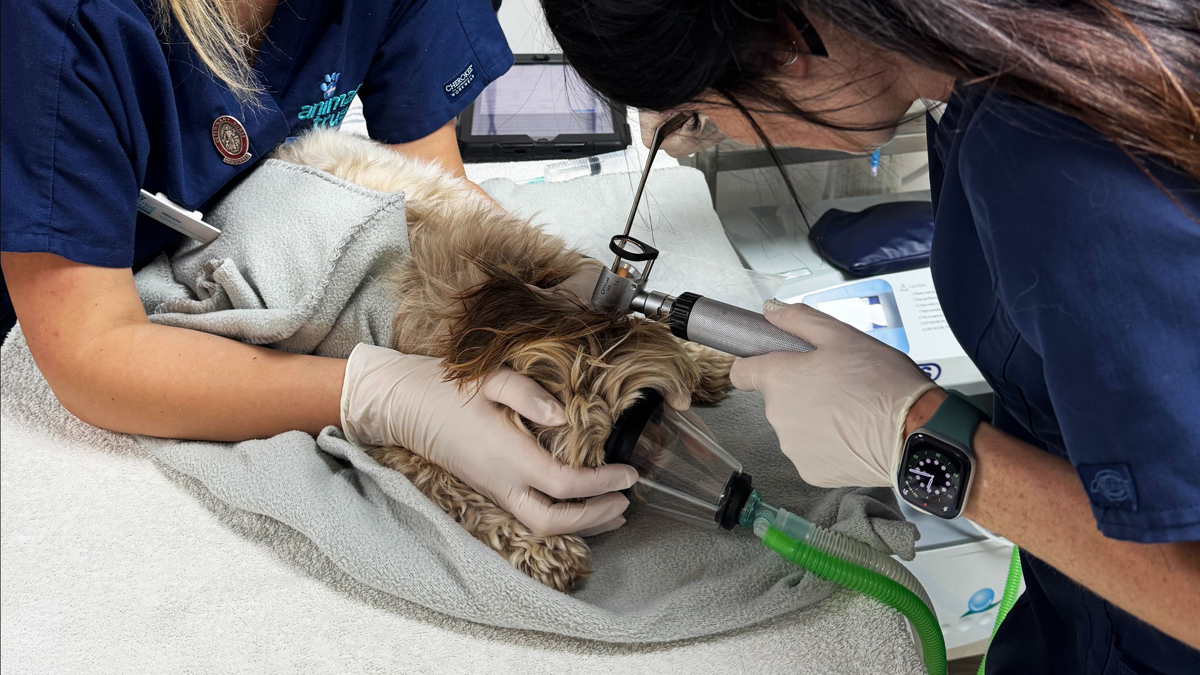 What is the treatment if my pet has a grass seed stuck in their skin? 