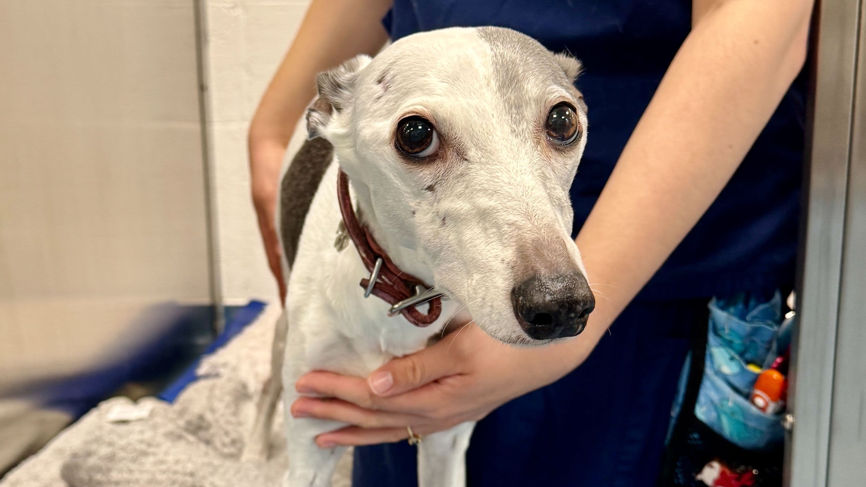 Willow: Heart Scan at Animal Trust Birkenhead 