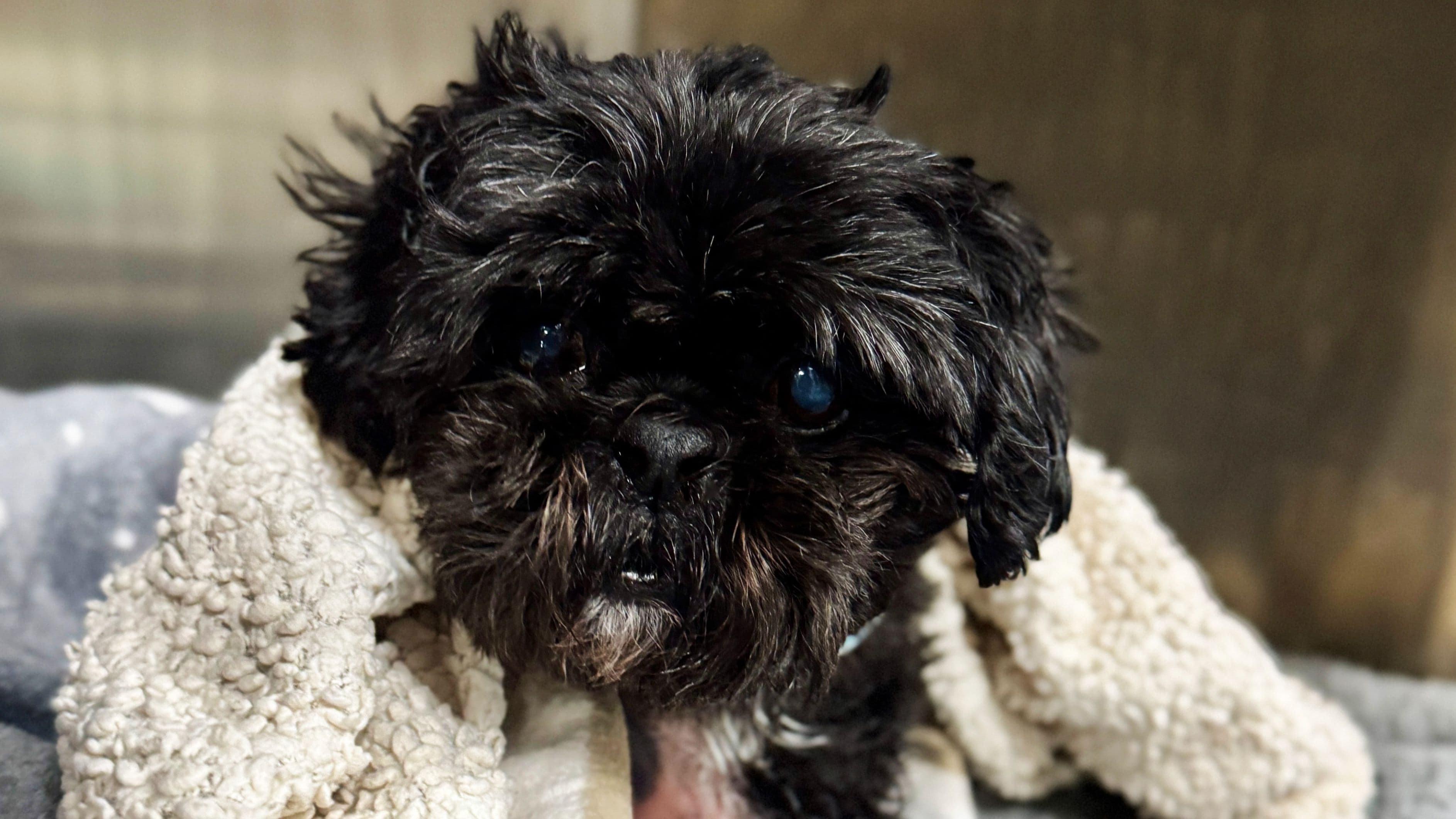 Orthopaedic Referral: Surgery for Elderly Patient