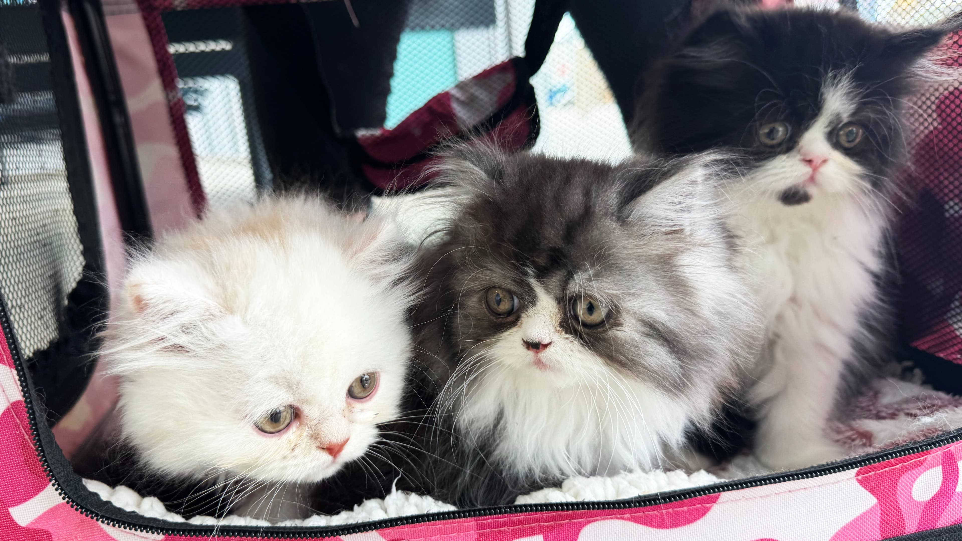 How to Settle a New Kitten