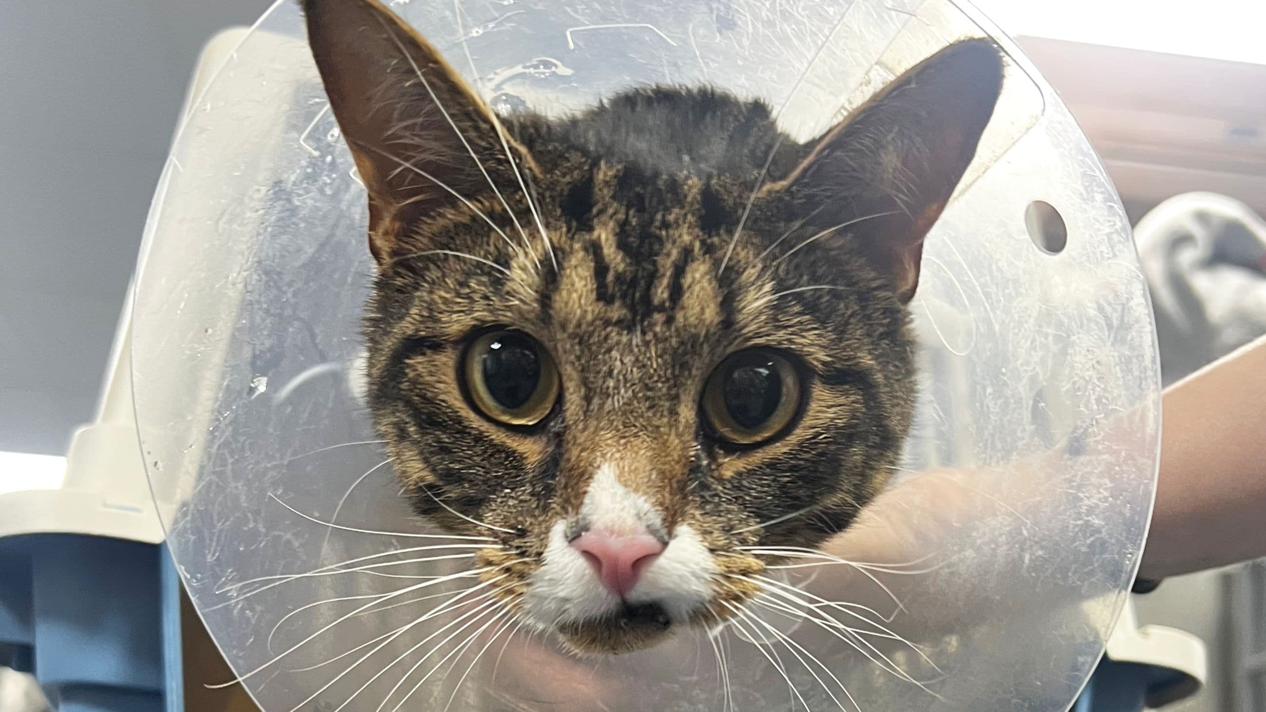 Pet Emergency Surgery at Ellesmere Port for Gizmo 