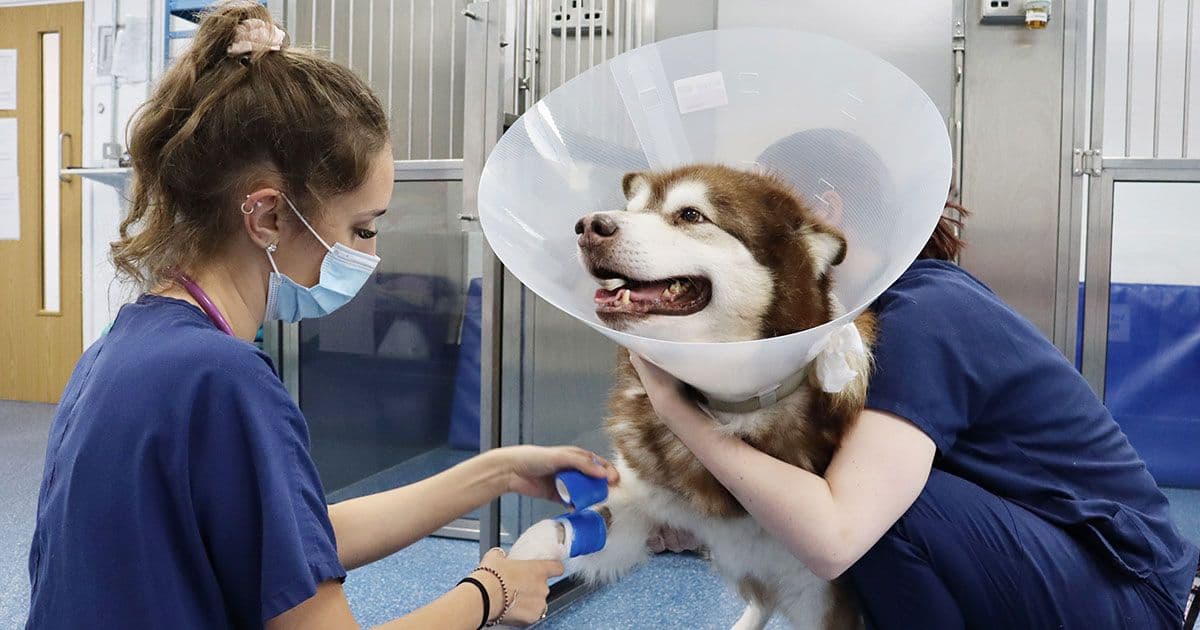 Our apprentices are supported by an experienced clinical coach
