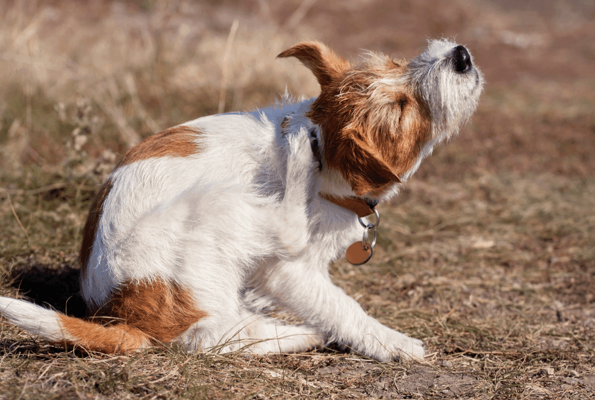 Symptom: Itchy Skin – Why does my pet have itchy skin?  