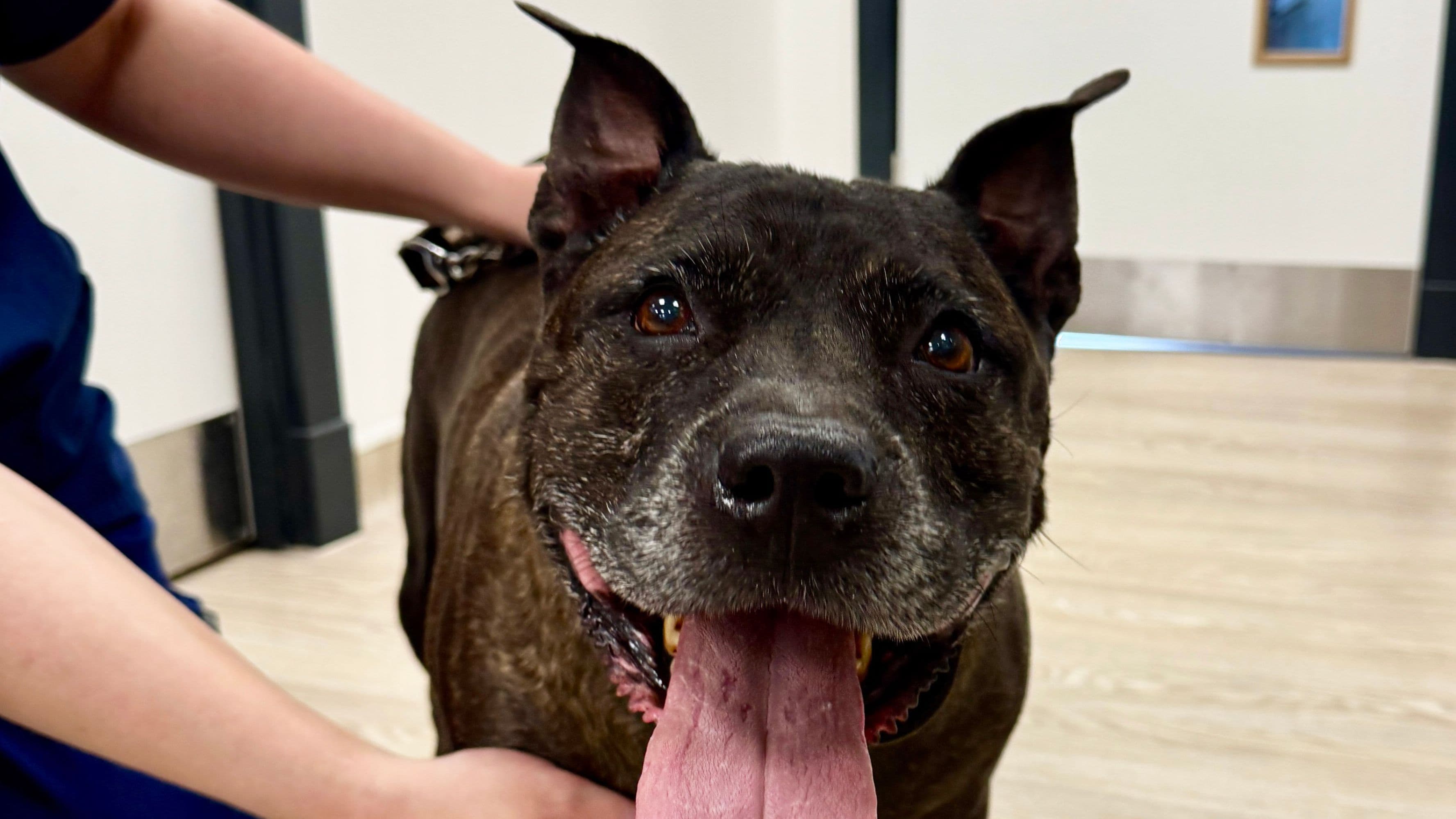 KJ: Surgery to Remove Painful Bladder Stones