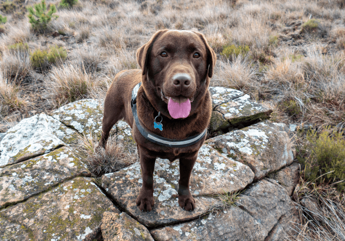 Keep your pet active and warm