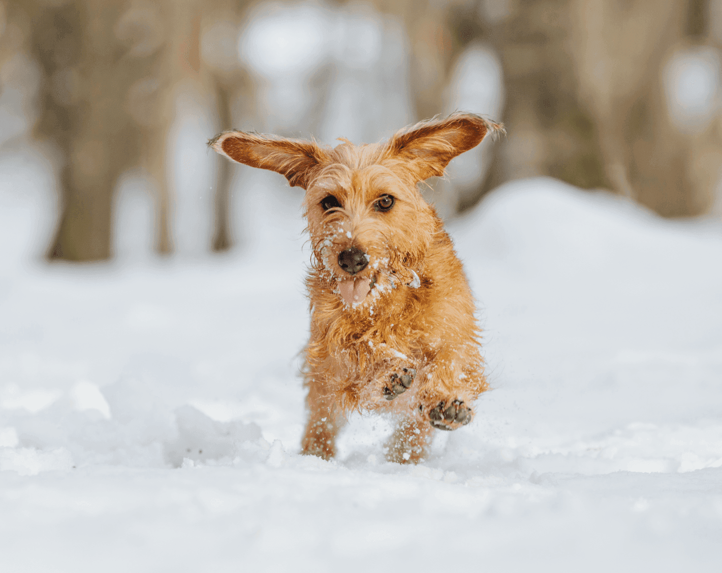 Keep your pet visible on walks