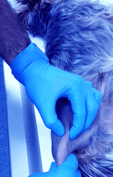 Luxating Patella