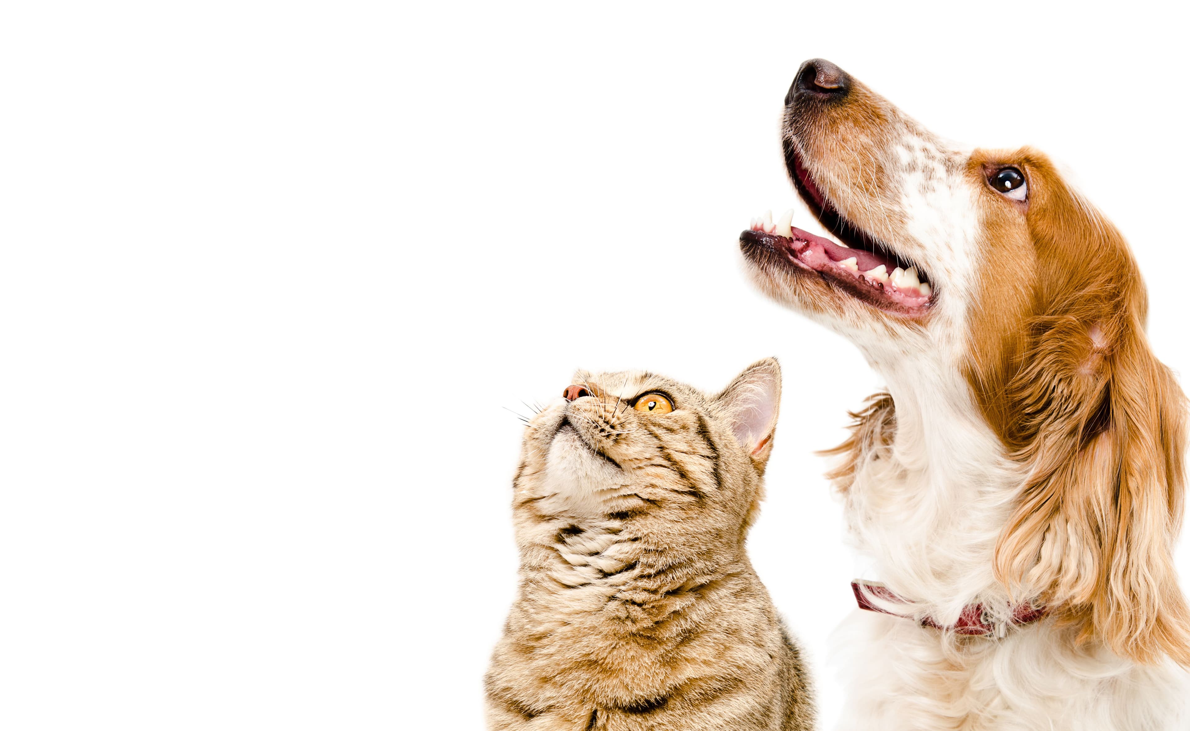 Neutering Your Pet