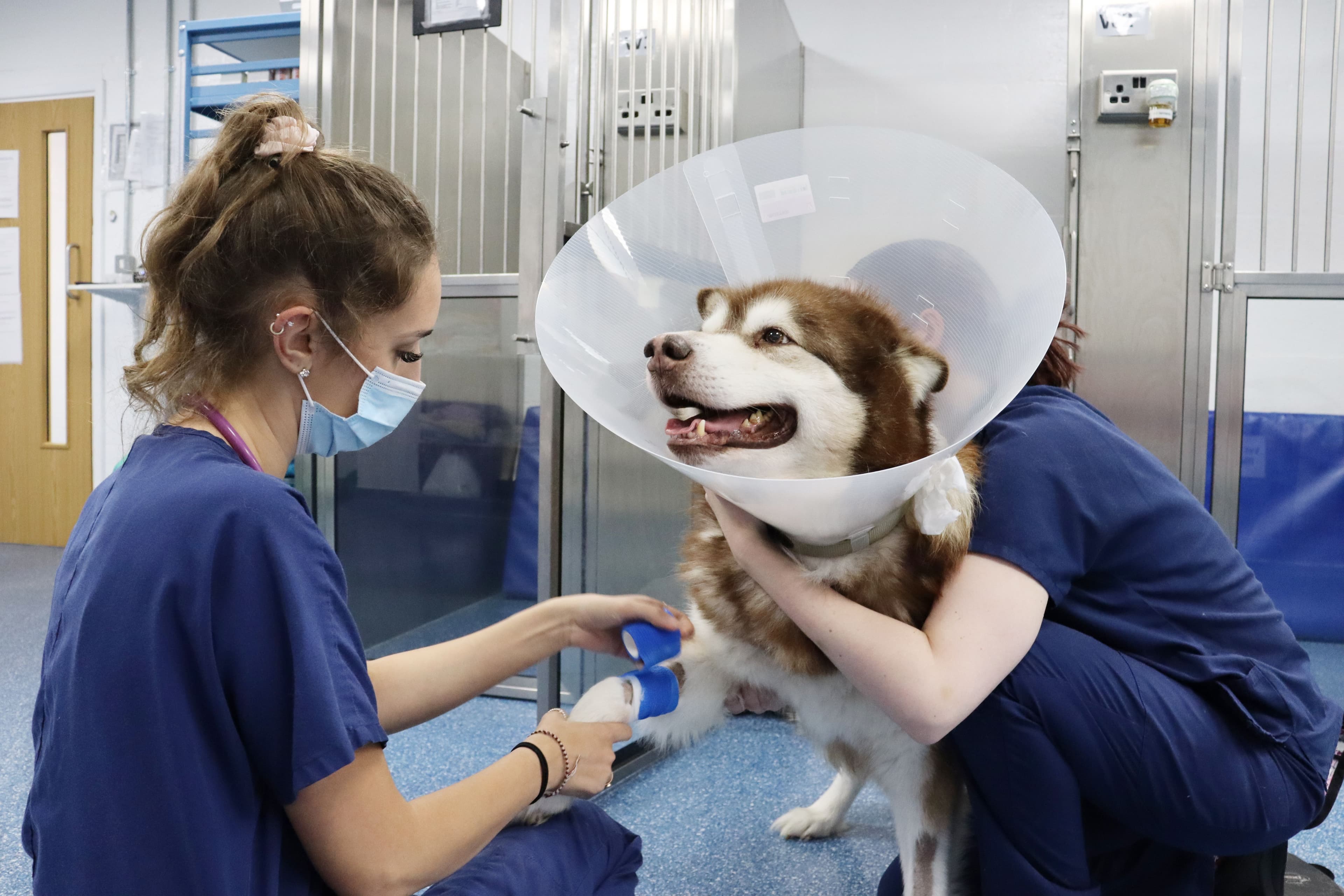 Pet Accident and Emergency (A&E) Care