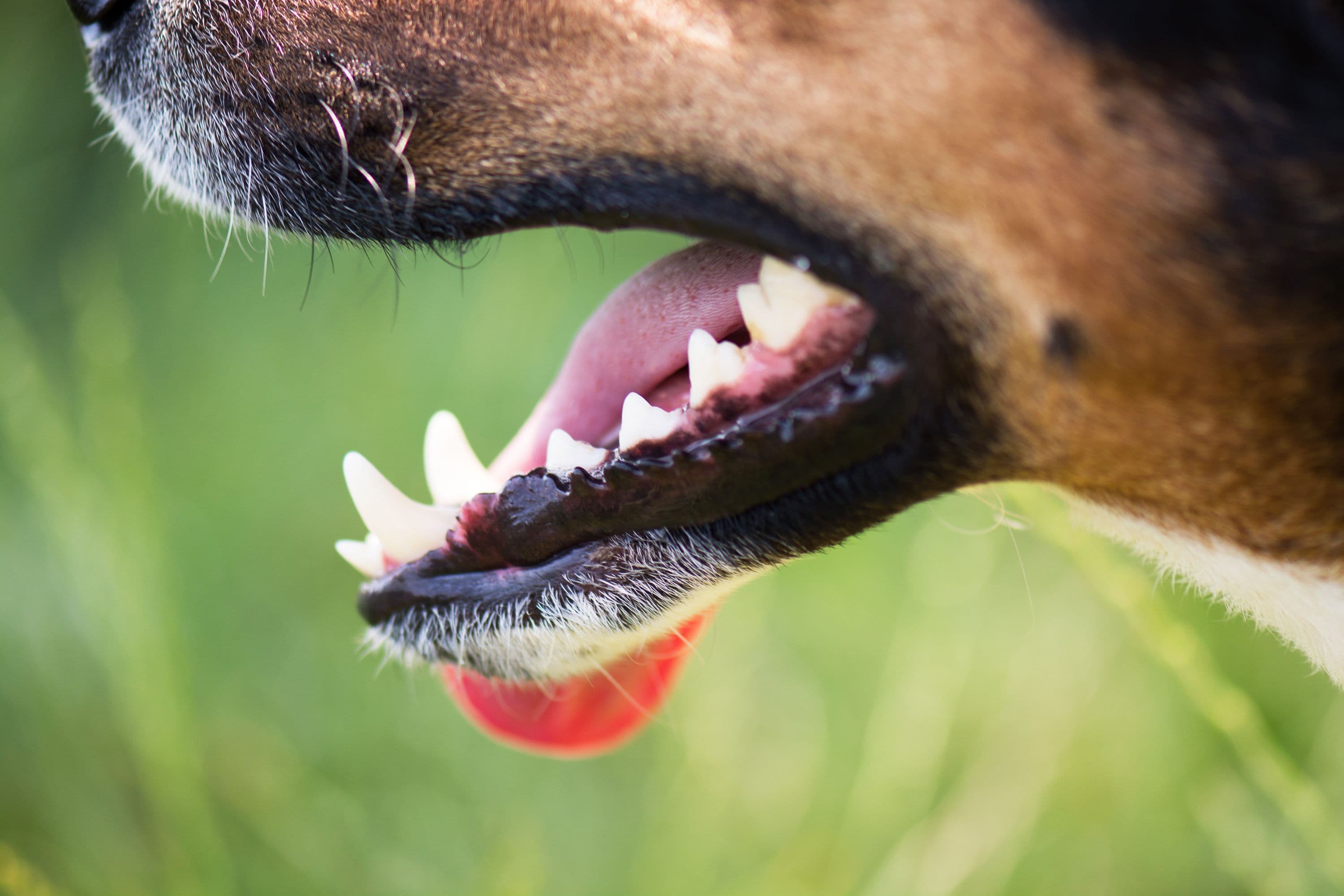 Dental Care for Your Pet
