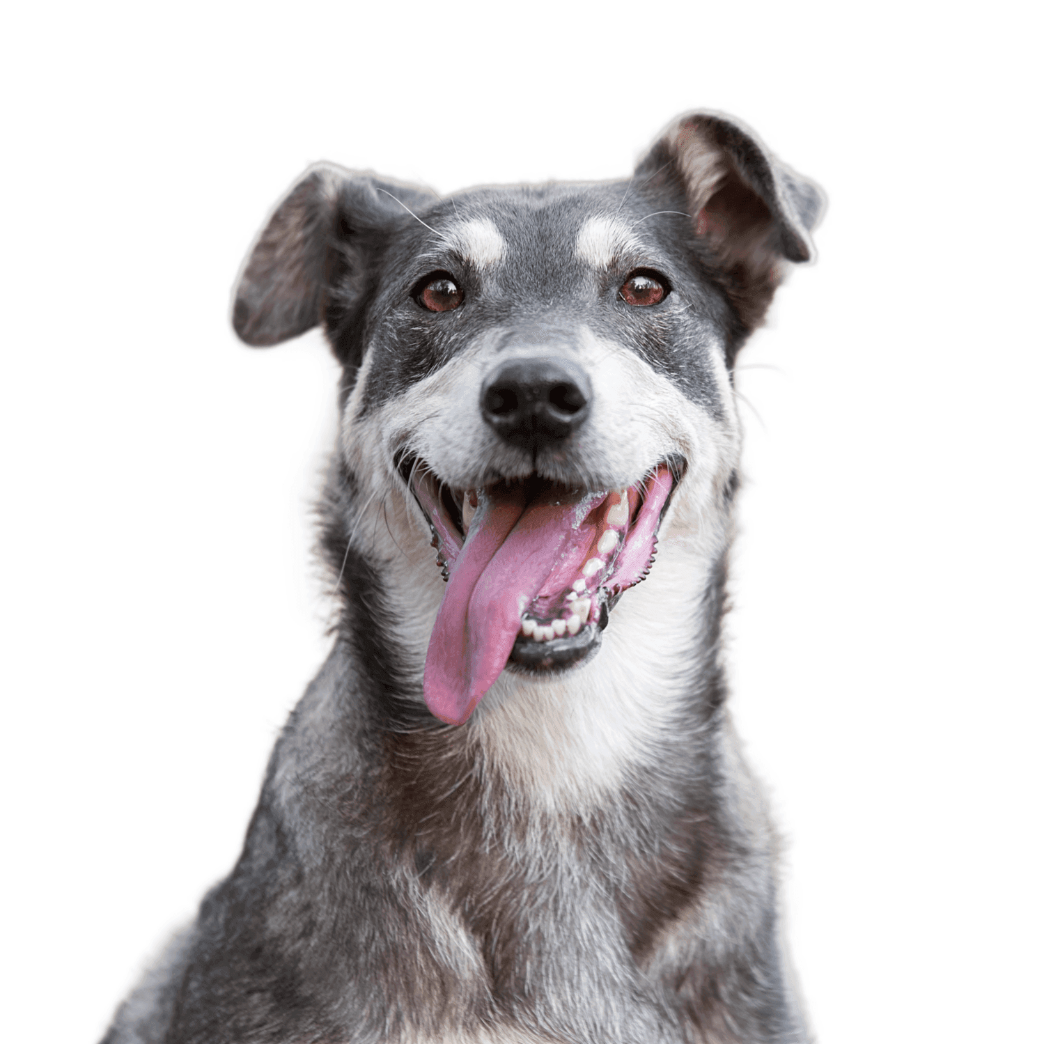 Pet Ear Nose and Throat (ENT) Surgery
