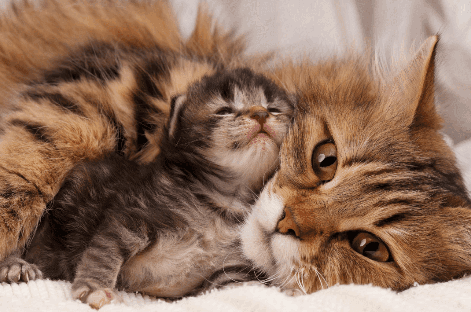 Preventing pregnancy for a cat in heat