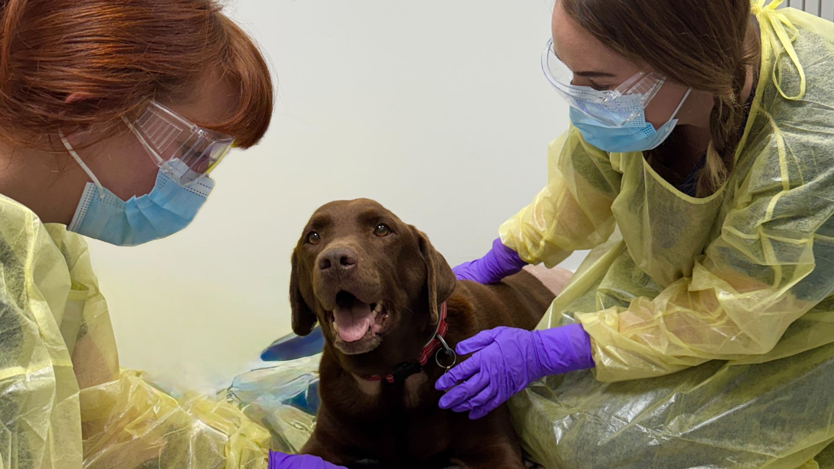 Reggie the Labrador's cancer journey