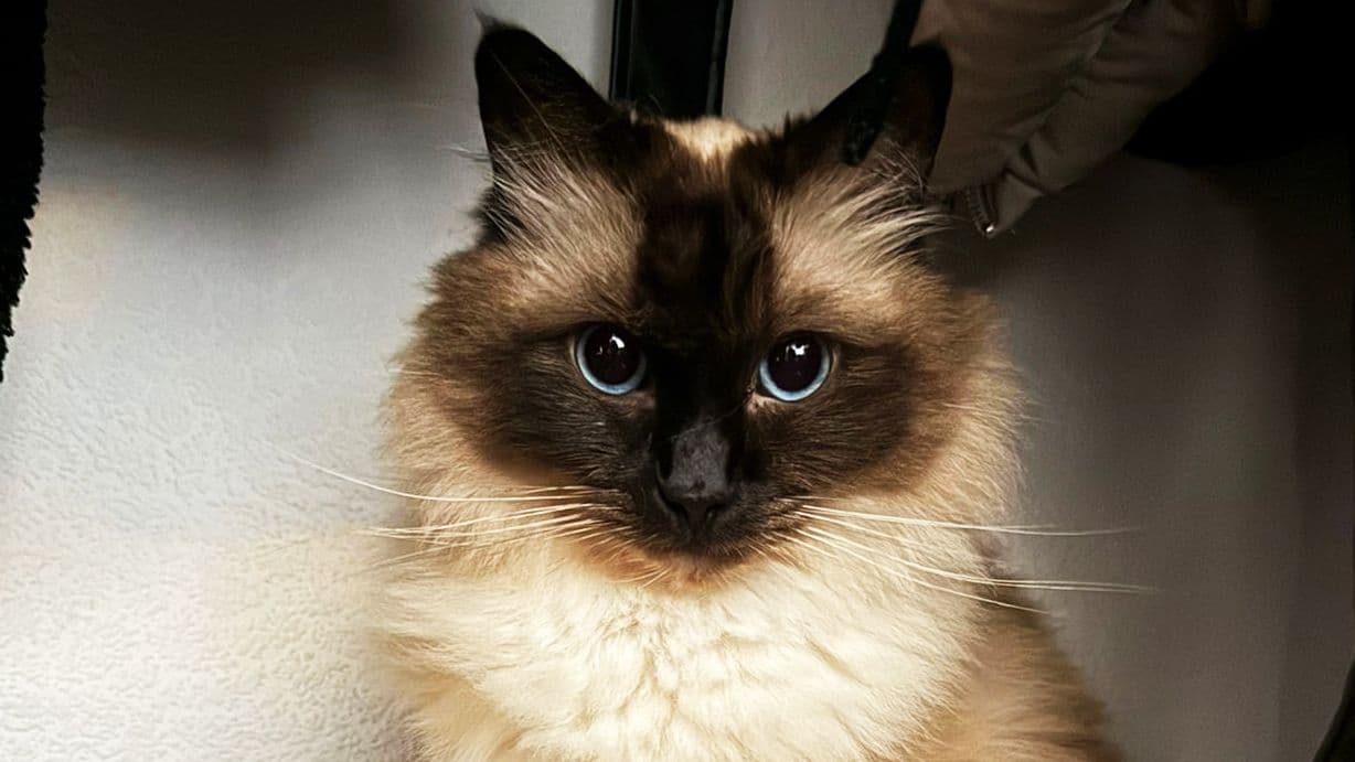 Recurrent Urethral Obstruction in a Cat