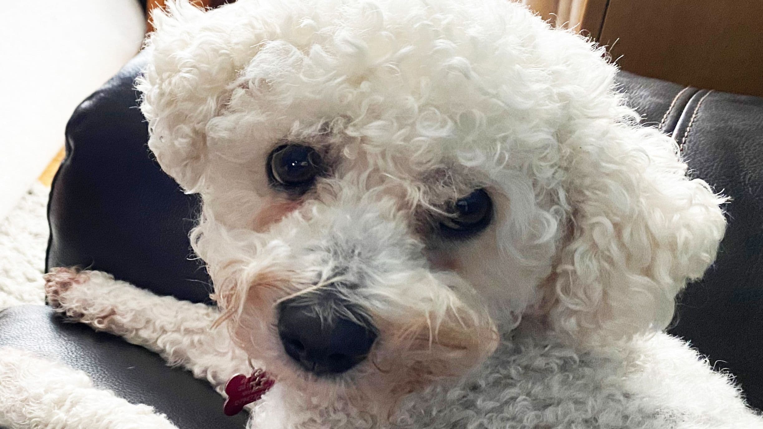 Seren the dog has large facial mass removed