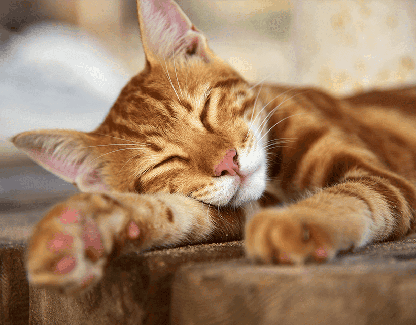 Protecting Your Cat from Heatstroke