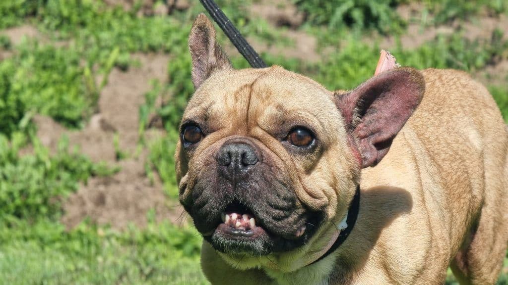 A New Lease of Life for Sniffles the Bulldog