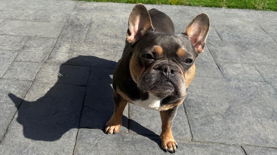 Oli: Life-changing BOAS Surgery