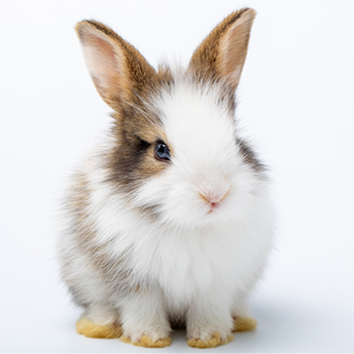 The best foods for a rabbit