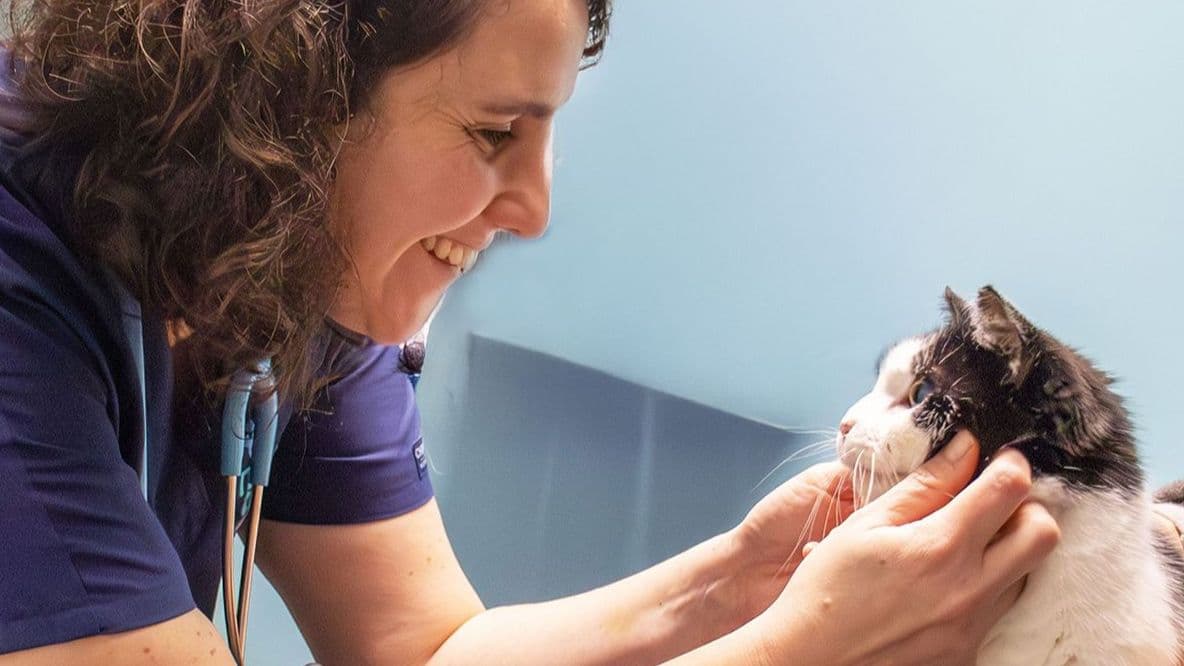 How to help pets with allergies