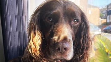 Vera the Spaniel has Orthopaedic Surgery