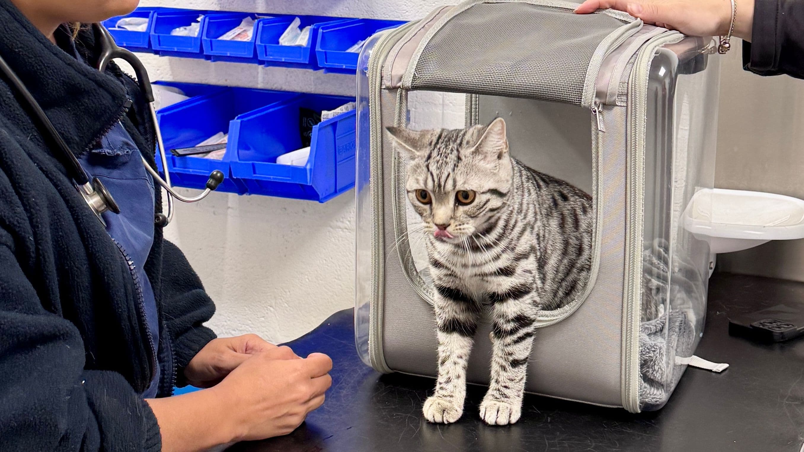 First aid for heatstroke in cats 