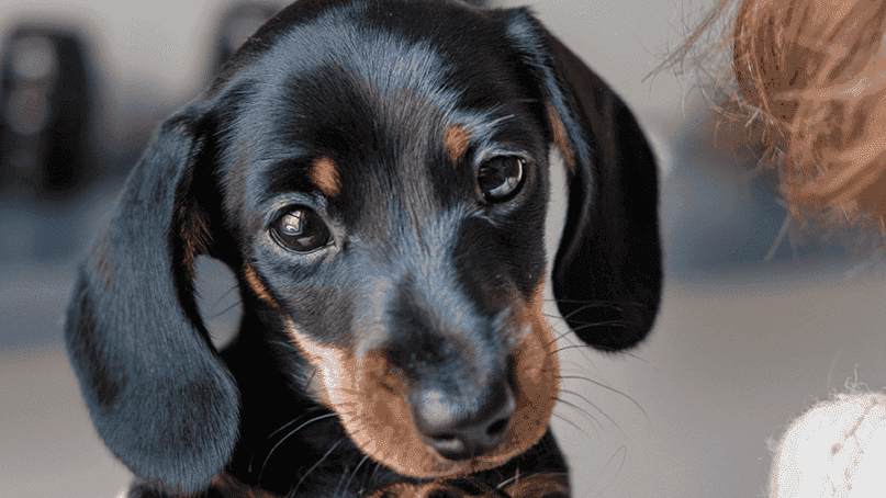 Does neutering affect a dog's behaviour? 