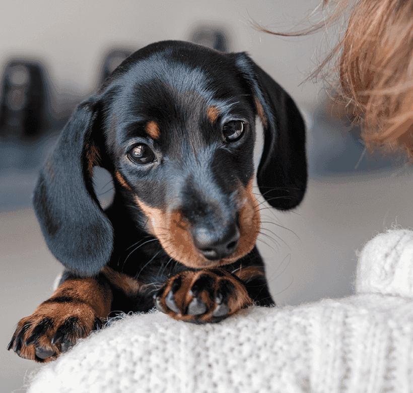 Does neutering affect a dog's behaviour? 
