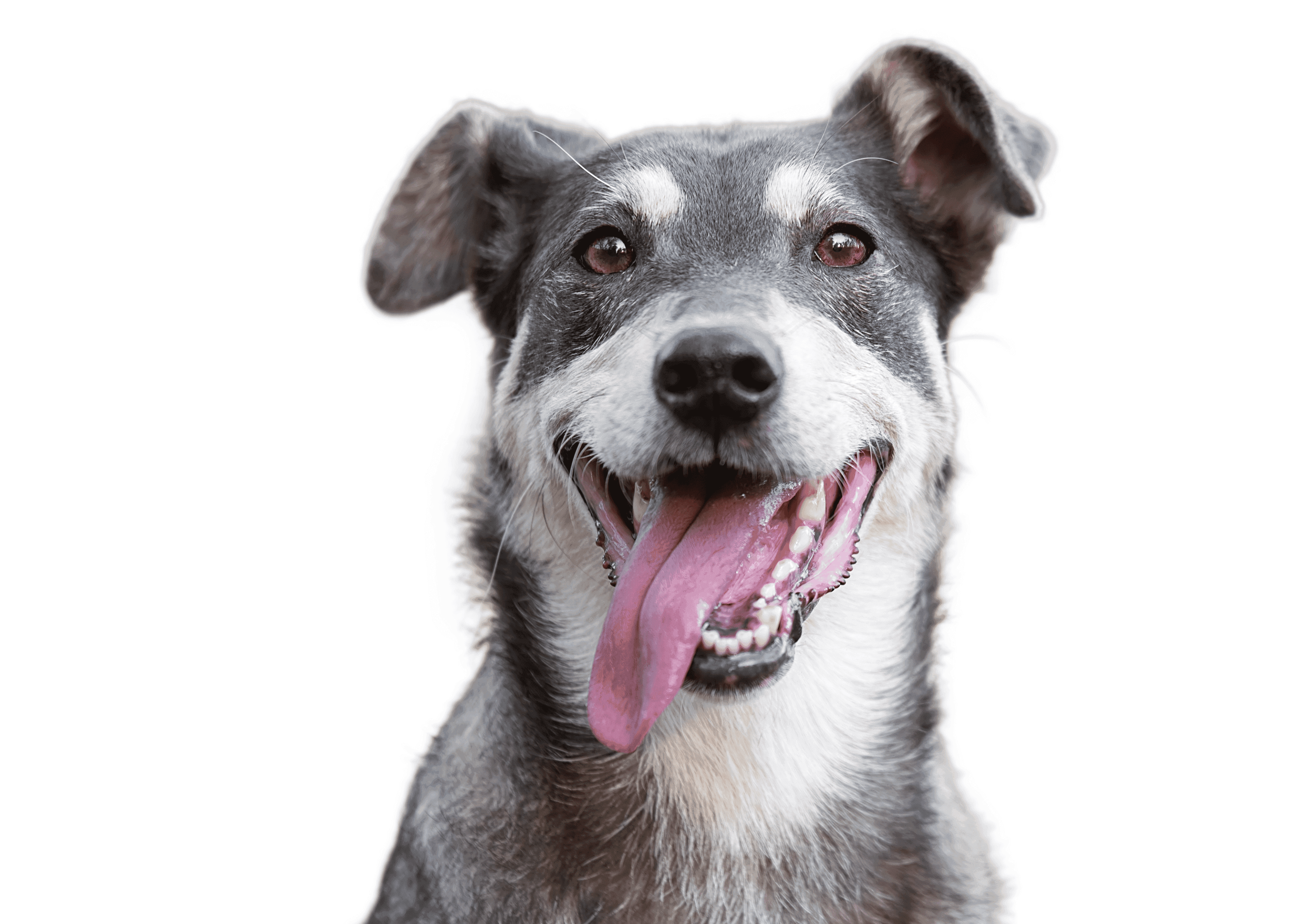 Dental Care for Your Pet