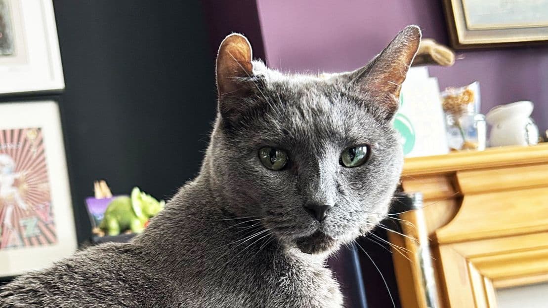 Cat's life-changing mass removal surgery at Animal Trust Vets