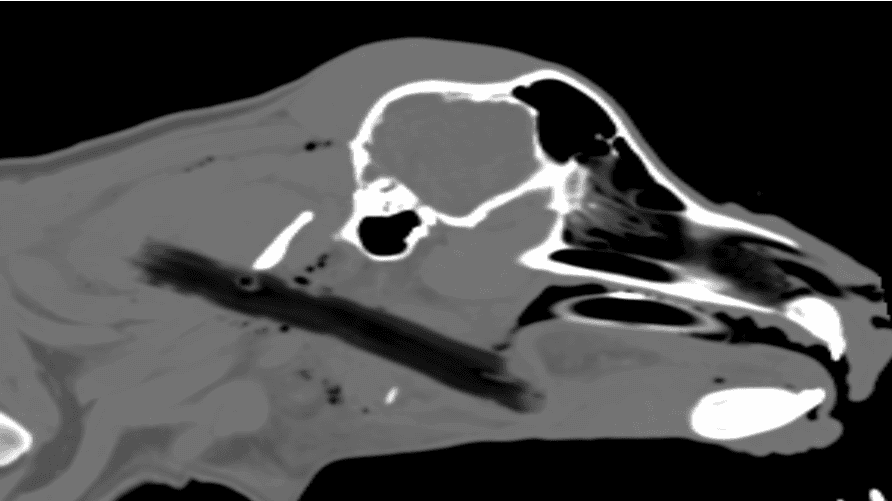 Badger: Saved After Emergency CT Scan at Animal Trust Ellesmere Port