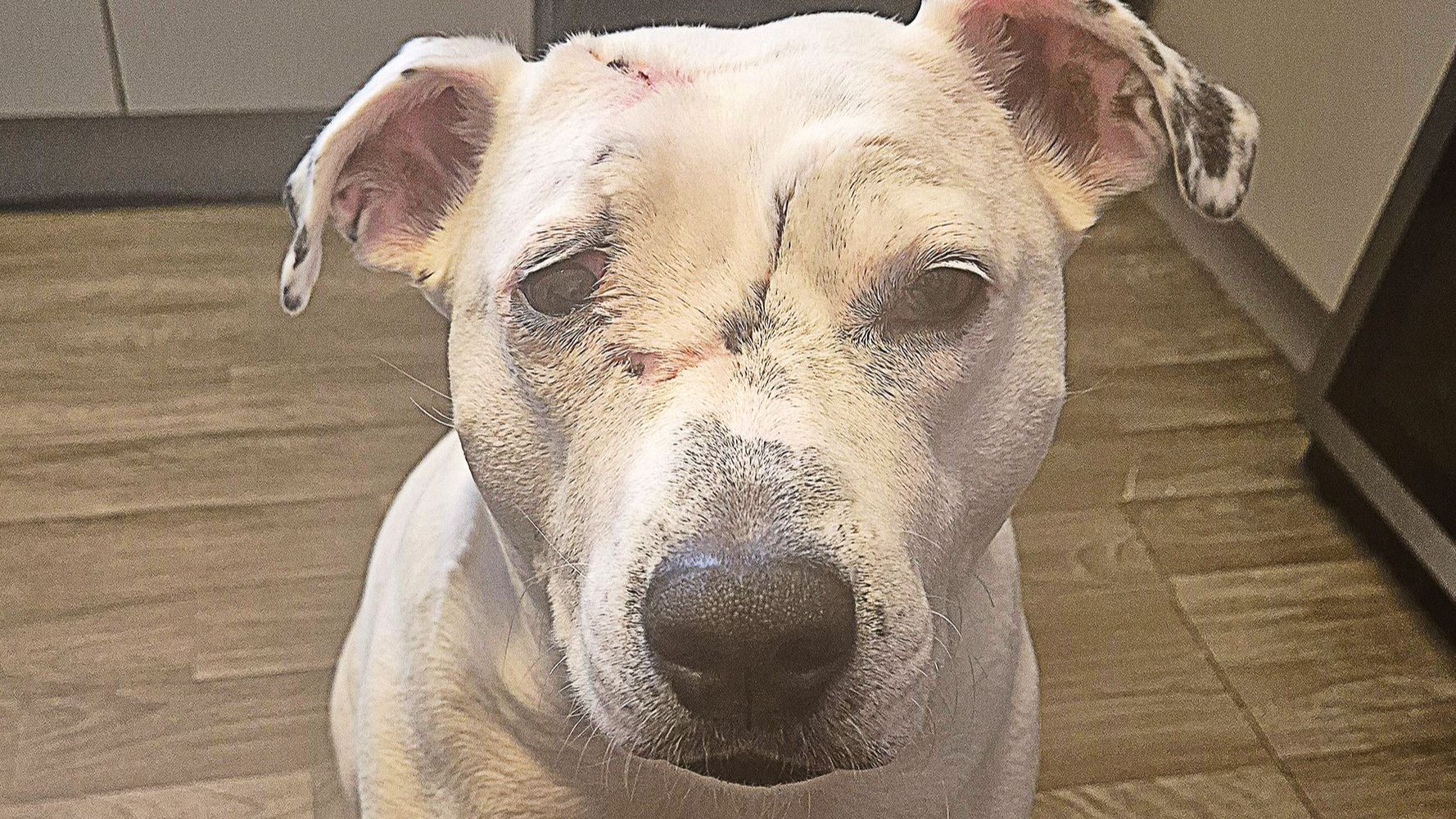 Life Saving Facial Surgery for Barney at Animal Trust Ashton in Manchester