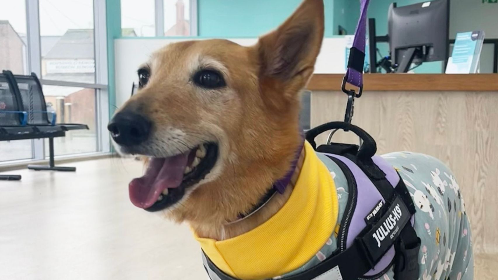 Bethan has Cancerous Mass Removed at Animal Trust Rhyl in North Wales