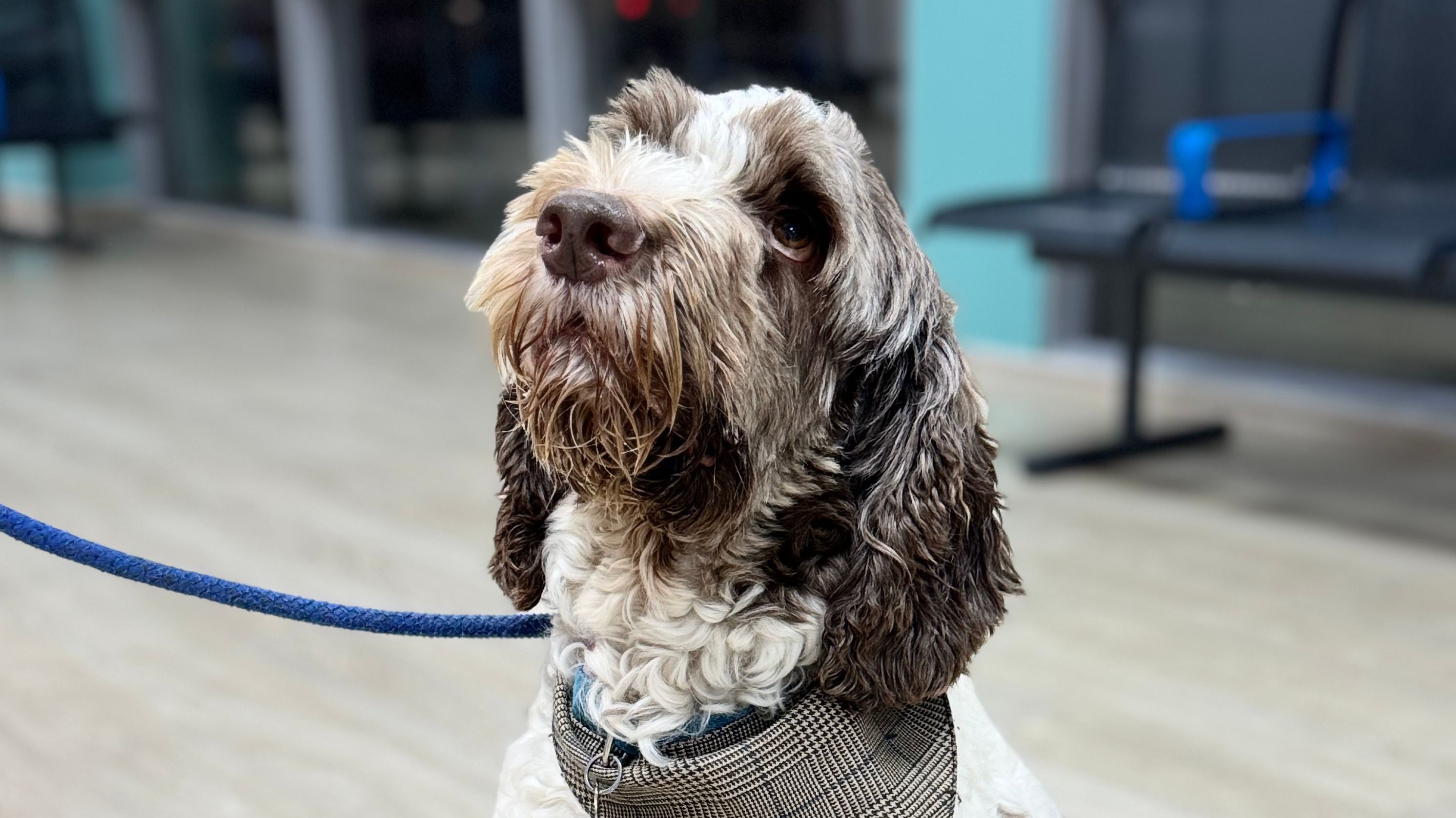 Harry: Treatment for Addison's at Animal Trust Rhyl