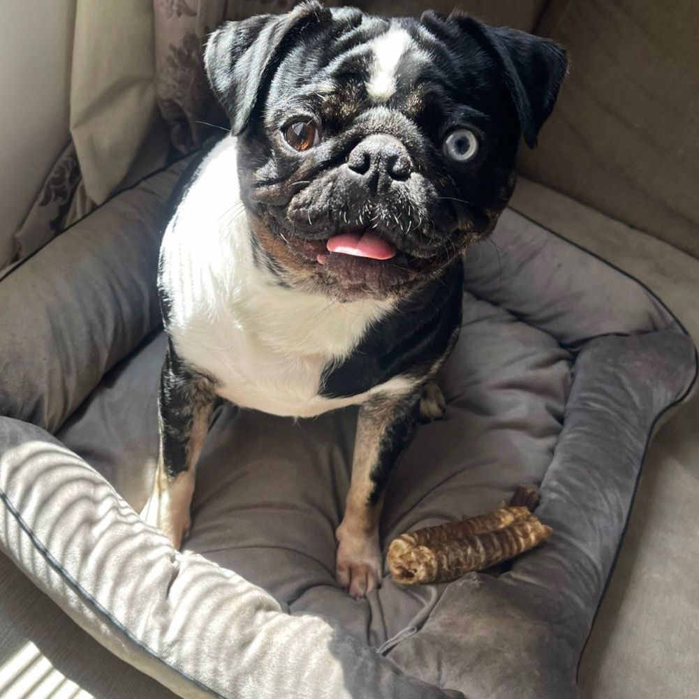 BOAS Surgery for Luna the Pug at Animal Trust Hospital 