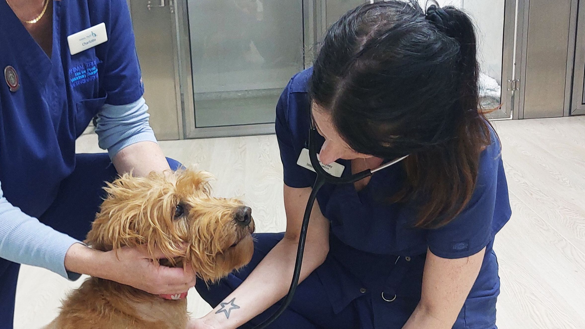 Elsie has a Diabetes Sensor Device Fitted in Animal Trust Rhyl