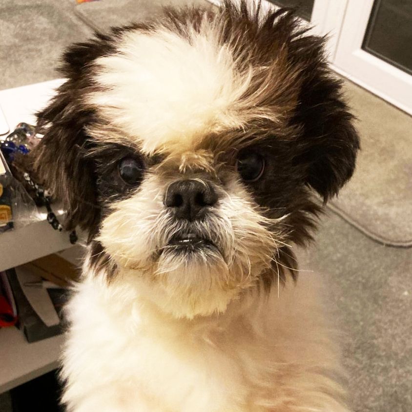 Roscoe keeps both eyes thanks to Animal Trust Ellesmere Port
