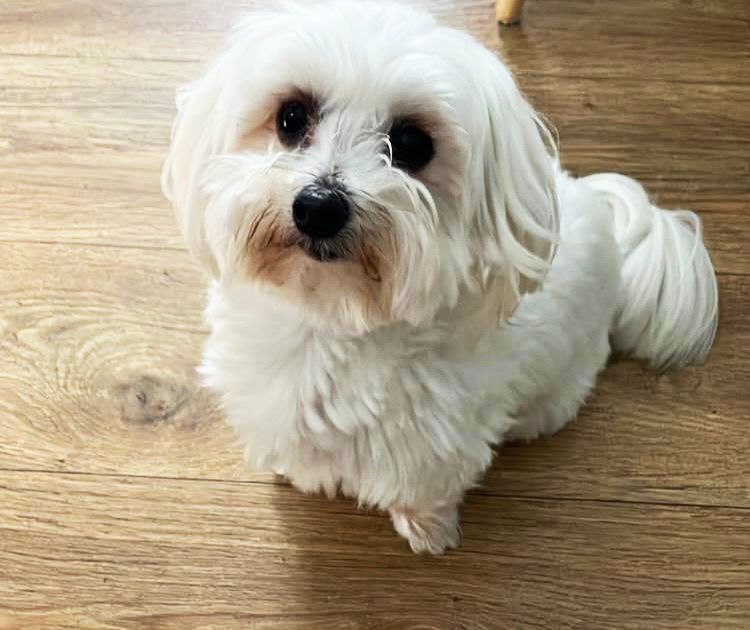 Sid has soft tissue surgery at Animal Trust Shrewsbury Hospital 