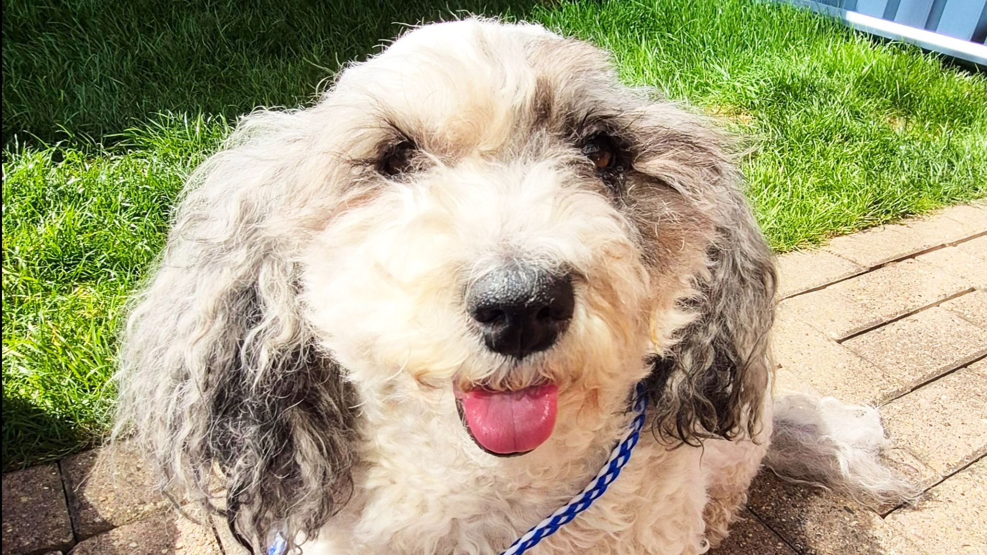 Stella: Emergency Pyometra Surgery at Pet A&E
