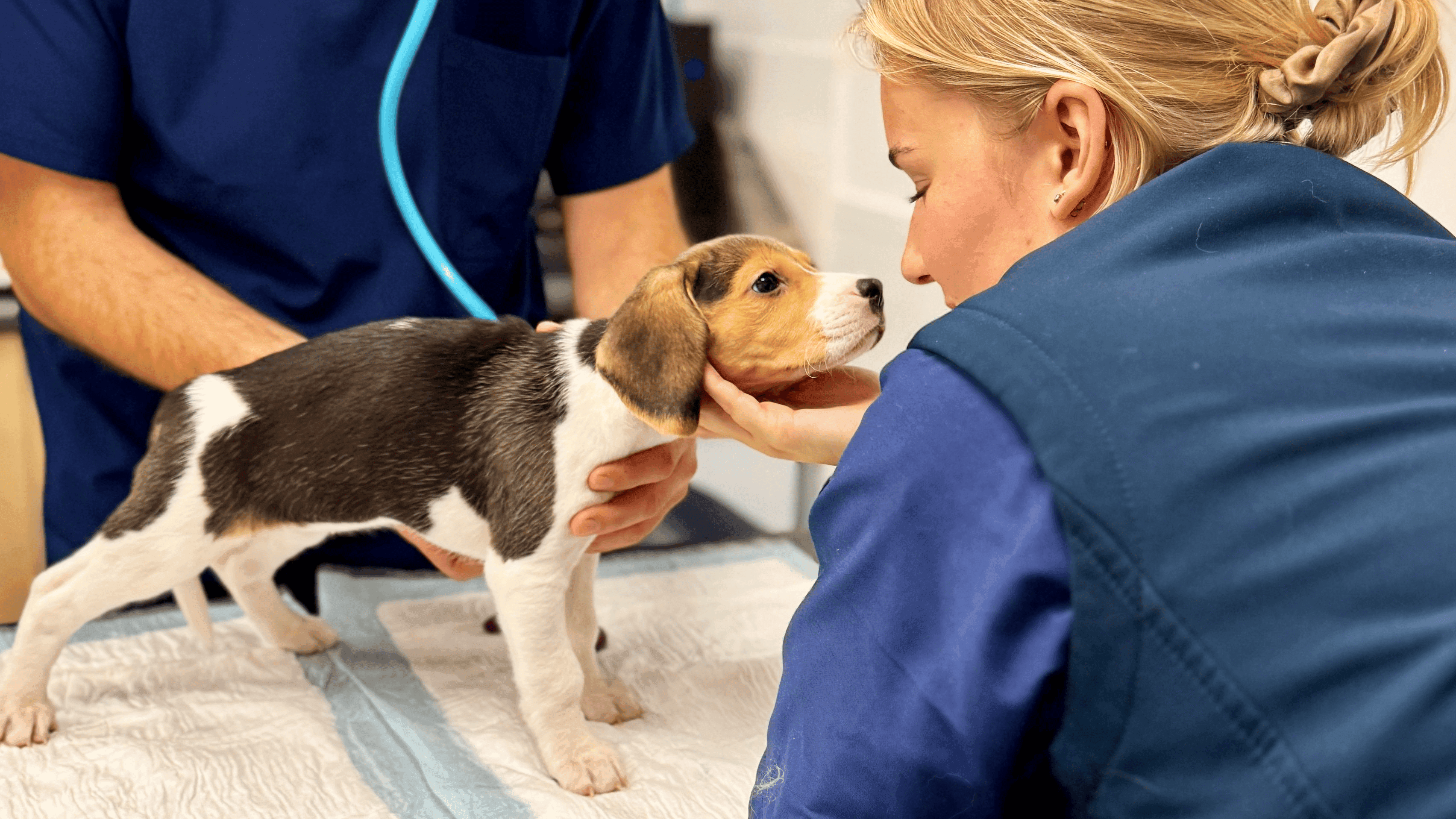 Why choose Animal Trust?