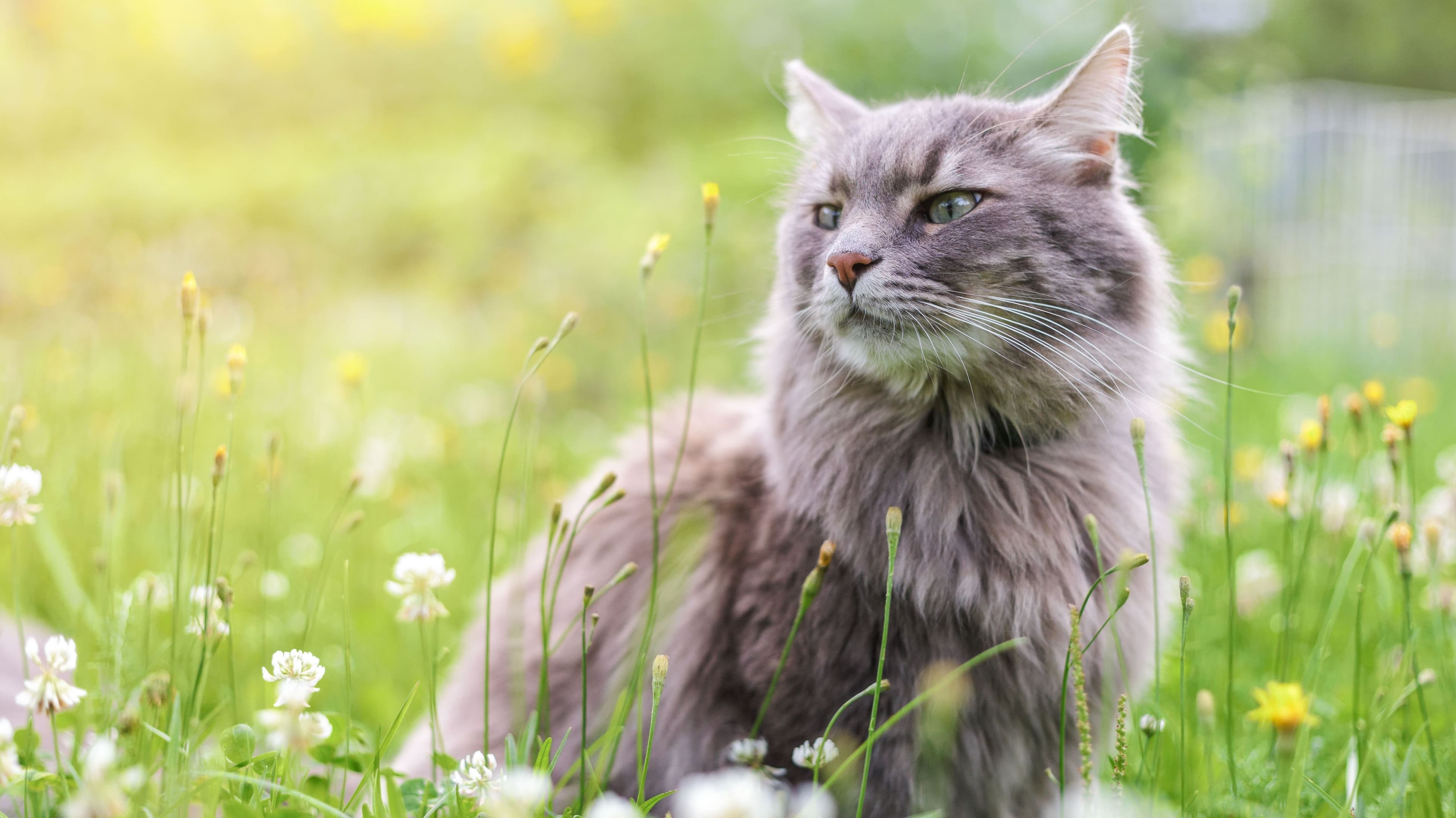 What Happens During a Pet Euthanasia Appointment?
