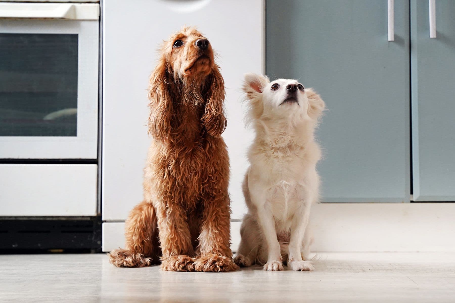 Guide to Human Foods That Are Toxic to Dogs