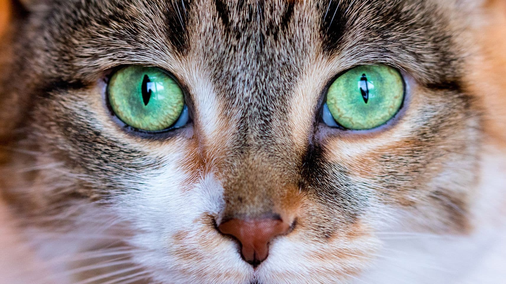 Symptom: Eye Injury – When Should I Contact a Vet?
