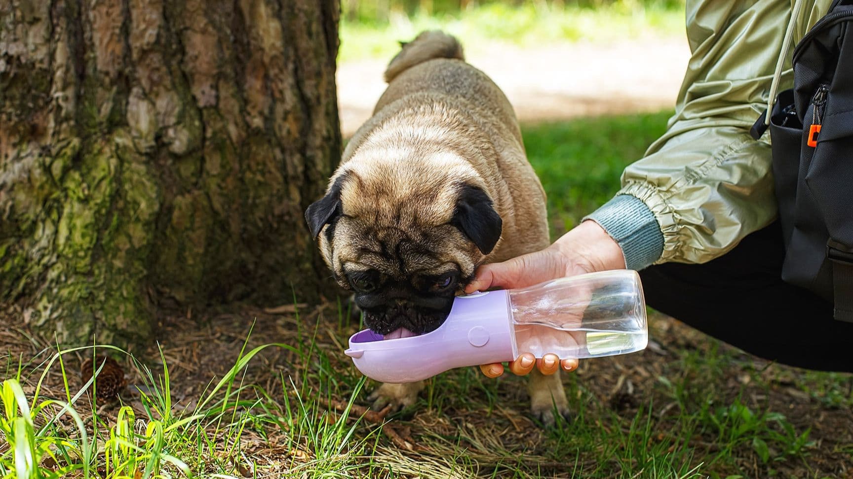 What to do if your dog with BOAS is struggling to breathe or overheating