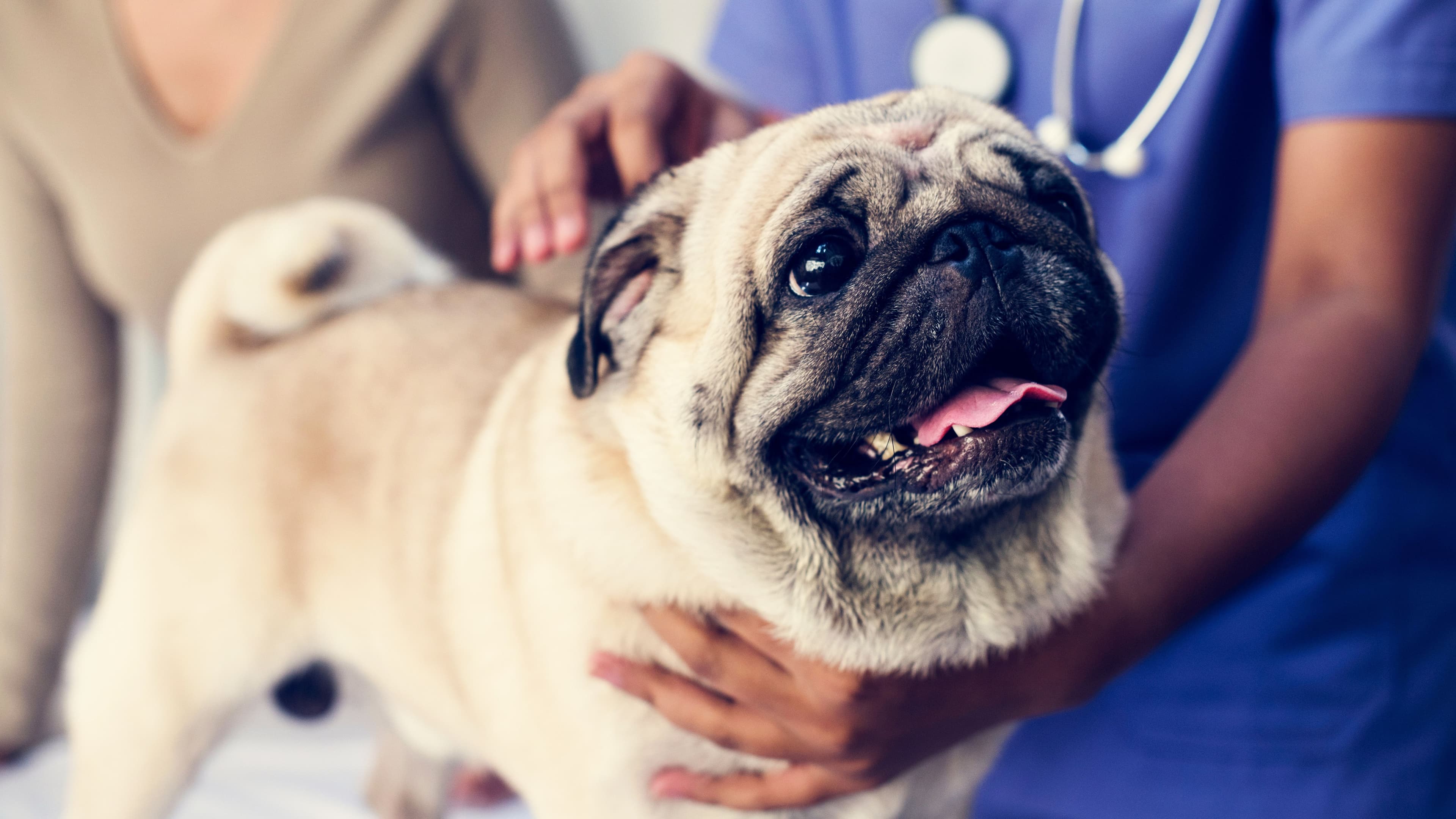 Eye Prolapse (Proptosis) - A Veterinary Emergency