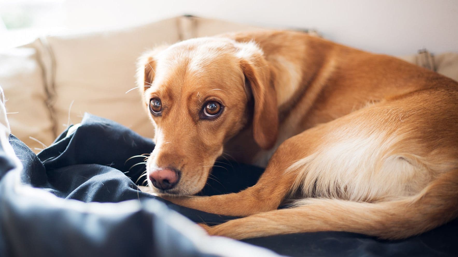 Symptom: Straining to Poo – Why is my pet struggling to poo?